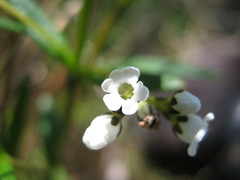 Logania recurva