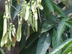 Ventilago denticulata