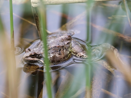 European Common Frog