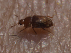 Epuraea aestiva