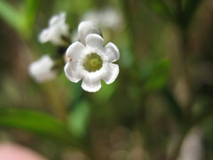 Logania recurva
