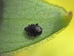 Rhamphus pulicarius