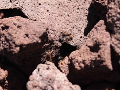 Nysius wekiuicola