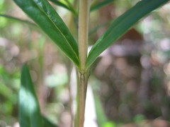 Logania recurva