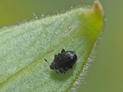 Rhamphus pulicarius