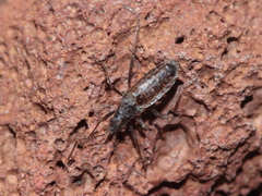 Nysius wekiuicola