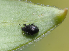 Rhamphus pulicarius
