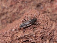 Nysius wekiuicola