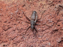 Nysius wekiuicola