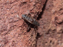 Nysius wekiuicola