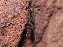 Nysius wekiuicola