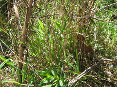 Logania recurva