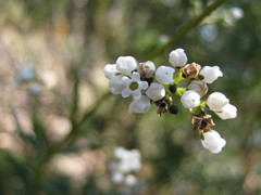 Logania recurva