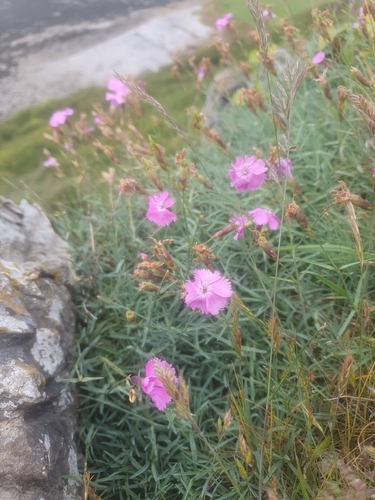 Dianthus gratianopolitanus