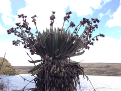 Espeletia grandiflora