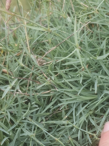 Dianthus gratianopolitanus