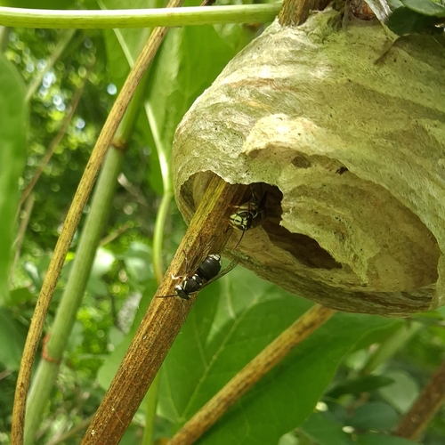 Bald-faced Hornet