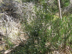 Logania recurva