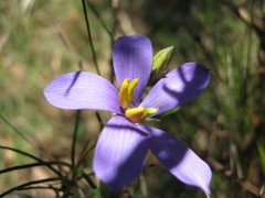 Cheiranthera alternifolia