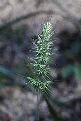 Echinopogon caespitosus