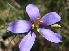 Cheiranthera alternifolia