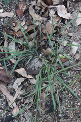 Echinopogon caespitosus