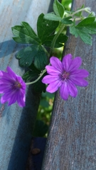 Geranium pyrenaicum