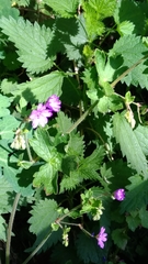 Geranium pyrenaicum