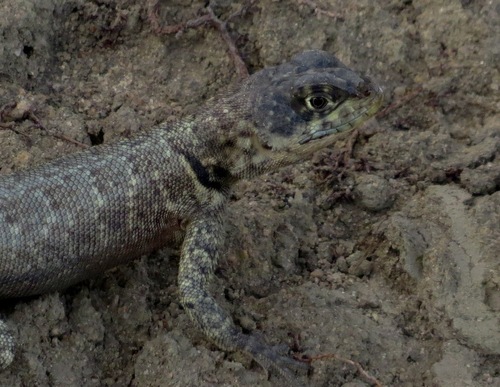 Tropidurus hispidus