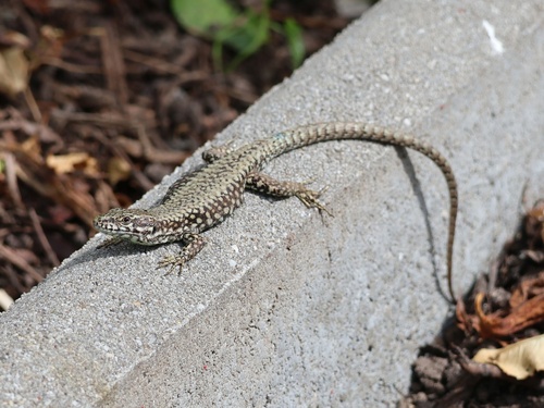 Common Wall Lizard
