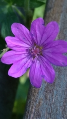 Geranium pyrenaicum