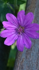 Geranium pyrenaicum
