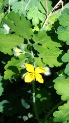 Chelidonium majus