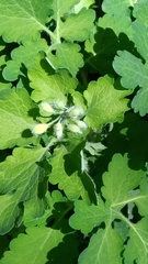 Chelidonium majus