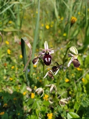 Ophrys ferrum-equinum