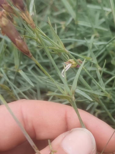 Dianthus gratianopolitanus