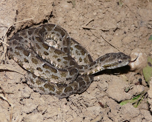 Photo of a Mato Grosso Lancehead (Bothrops mattogrossensis)