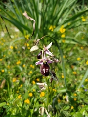 Ophrys ferrum-equinum