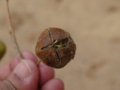 Lagerstroemia parviflora