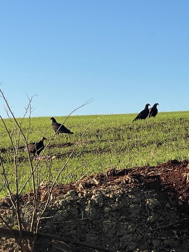 Turkey Vulture