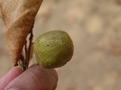Lagerstroemia parviflora