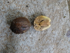 Lagerstroemia parviflora