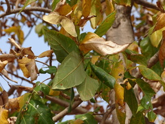 Lagerstroemia parviflora