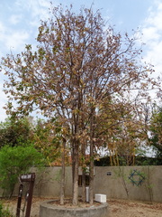 Lagerstroemia parviflora