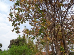 Lagerstroemia parviflora