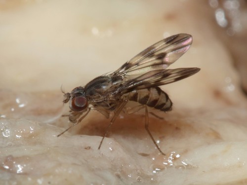 Drosophila flexipes