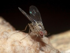 Drosophila flexipes