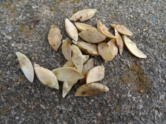 Lagerstroemia parviflora