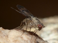 Drosophila flexipes