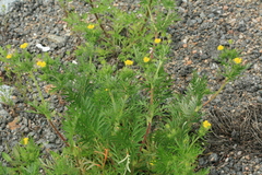 Potentilla tergemina